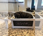 Small Photo #7 French Bulldog Puppy For Sale in APOLLO BEACH, FL, USA