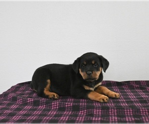 Rottweiler Puppy for sale in APPLE CREEK, OH, USA