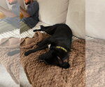 Small Photo #4 Shollie Puppy For Sale in Oakhurst, NJ, USA