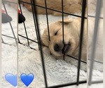 Small Photo #30 Golden Retriever Puppy For Sale in EXTON, PA, USA