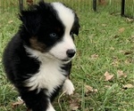 Small Photo #7 Miniature Australian Shepherd Puppy For Sale in WOODRUFF, SC, USA