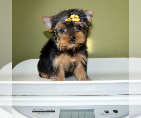Medium Photo #5 Yorkshire Terrier Puppy For Sale in LOS ANGELES, CA, USA