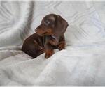 Small Photo #3 Dachshund Puppy For Sale in HAWESVILLE, KY, USA
