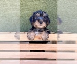 Small #7 Yorkshire Terrier