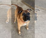 Small #3 Boxer Mix