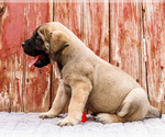 Small Photo #76 Mastiff Puppy For Sale in WAKARUSA, IN, USA