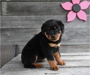 Rottweiler Puppy for Sale in FREDERICKSBURG, Ohio USA
