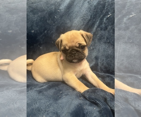 Medium Photo #1 Pug Puppy For Sale in HANOVER, VA, USA