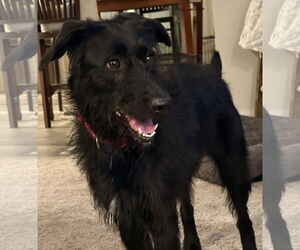 Medium Poodle (Standard) Mix