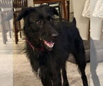 Small Poodle (Standard) Mix