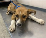 A256722 - Female Texas Heeler-Unknown Mix Dog for Adoption - Small photo