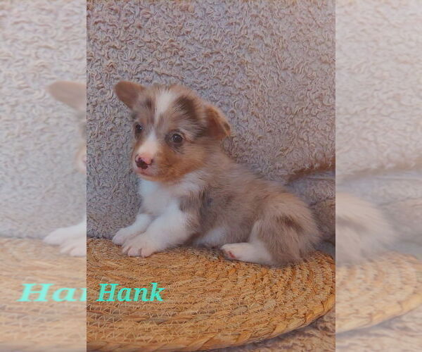 Medium Photo #5 American Corgi Puppy For Sale in ENDERLIN, ND, USA