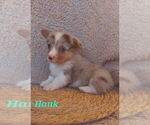 Small #4 American Corgi