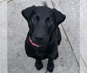 Labrador Retriever Dogs for adoption in Fargo, ND, USA