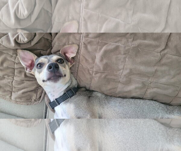 Medium Photo #8 Chihuahua-Unknown Mix Puppy For Sale in Arlington, VA, USA