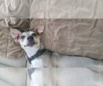 Small Photo #8 Chihuahua-Unknown Mix Puppy For Sale in Arlington, VA, USA