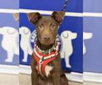 Small #4 Chocolate Labrador retriever Mix