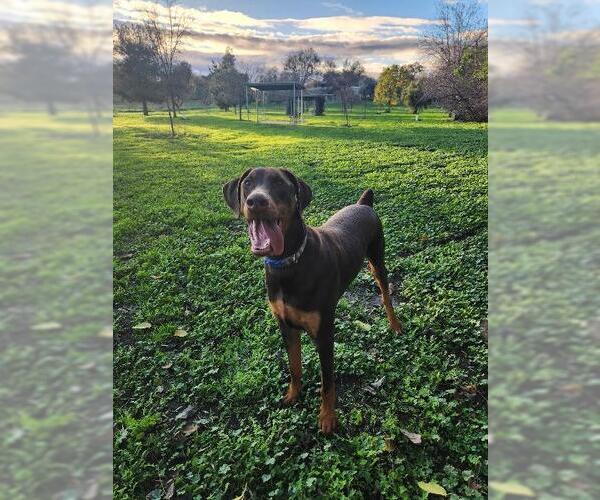 Medium Photo #2 Doberman Pinscher Puppy For Sale in Parlier, CA, USA