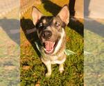 Small #1 Siberian Husky Mix