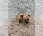 Small #9 Chiweenie-Jack Russell Terrier Mix