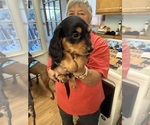 Small #2 Dachshund