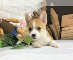 Small Photo #8 Pembroke Welsh Corgi Puppy For Sale in BEVERLY HILLS, CA, USA