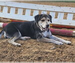 Small #1 Mutt