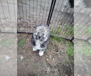 Siberian Husky Puppy for sale in FLORENCE, SC, USA