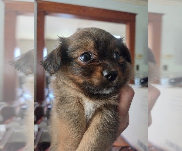 Medium Photo #7 Maltipom Puppy For Sale in HUDSON, MA, USA