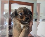 Small #6 Maltipom