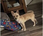 Small Photo #2 Chihuahua-Unknown Mix Puppy For Sale in Colorado Springs, CO, USA