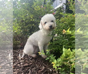 Bichon Frise Dogs for adoption in Lee's Summit, MO, USA