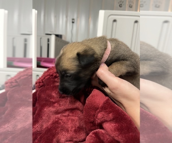 Medium Photo #225 Belgian Malinois Puppy For Sale in REESEVILLE, WI, USA