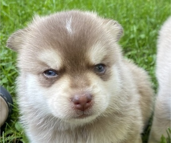 Medium Photo #12 Pomsky Puppy For Sale in NORWICH, NY, USA
