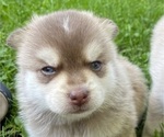 Small #4 Pomsky