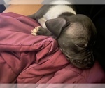 Small Photo #1 American Bully Puppy For Sale in OAK PARK, MI, USA