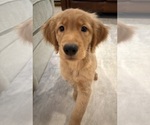 Small #1 Golden Retriever