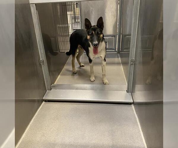 Medium Photo #1 German Shepherd Dog-Unknown Mix Puppy For Sale in Modesto, CA, USA