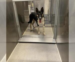 German Shepherd Dog-Unknown Mix Dogs for adoption in Modesto, CA, USA