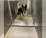 A615472 - Male German Shepherd Dog-Unknown Mix Dog for Adoption - Small photo