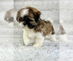 Image preview for Ad Listing. Nickname: Sawyer