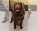 Small #6 Golden Retriever Mix