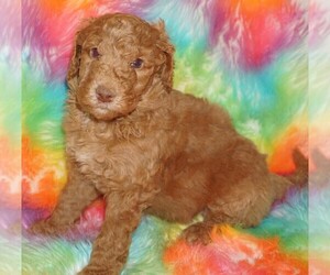 Labradoodle Puppy for sale in LA HABRA, CA, USA