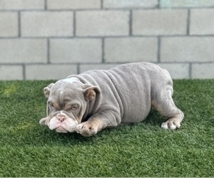 English Bulldog Puppy for sale in ATLANTA, GA, USA