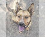 Small #1 German Shepherd Dog
