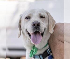 Labrador Retriever Dogs for adoption in San Diego, CA, USA