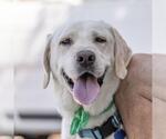 Small Labrador Retriever