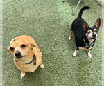 Small Chihuahua