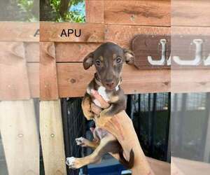 Dachshund-Unknown Mix Dogs for adoption in Turlock, CA, USA