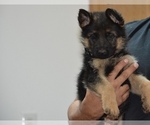 Small #14 German Shepherd Dog
